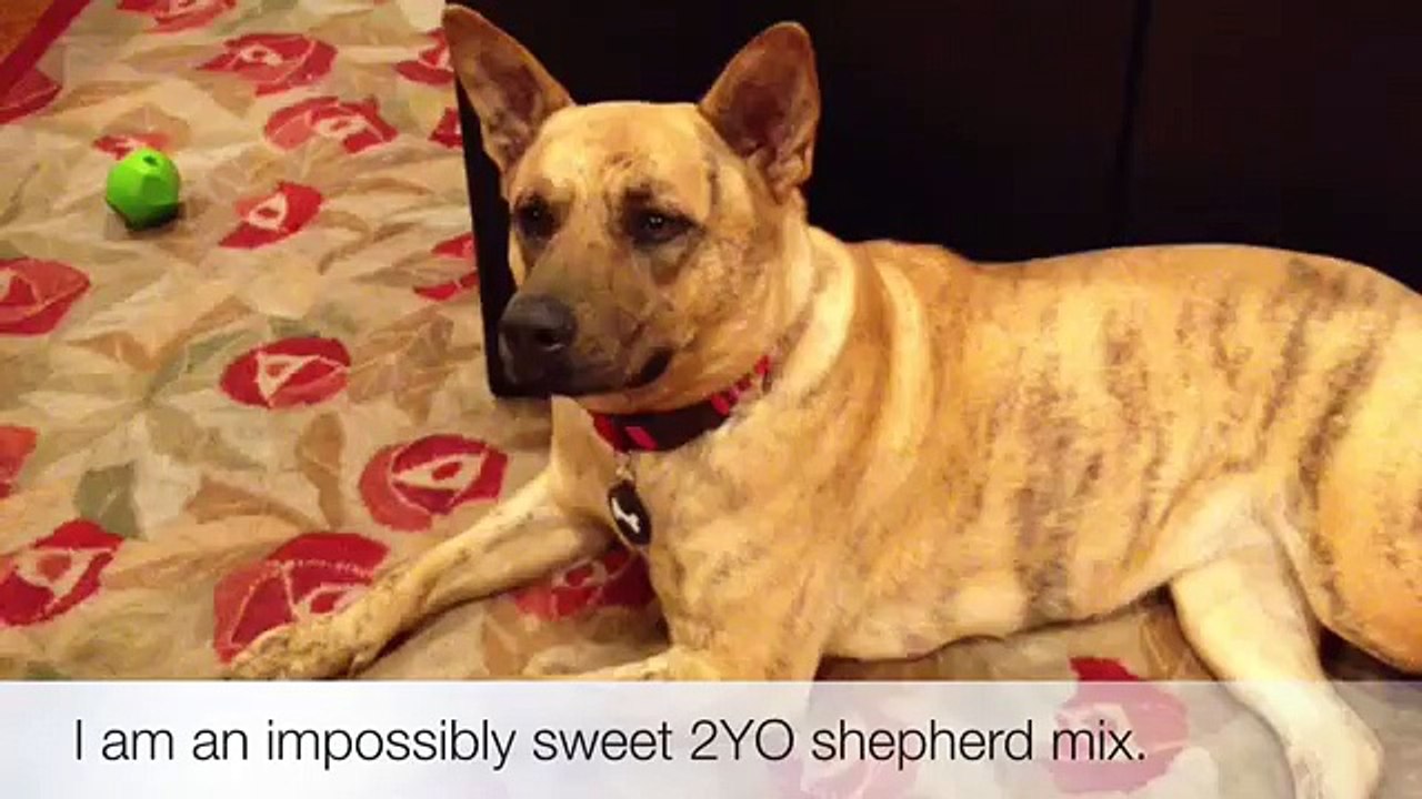 Have You Met Shira