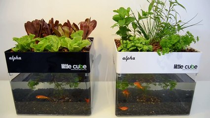 Best little aquaponics system for your home 1 - Little Cube Alpha