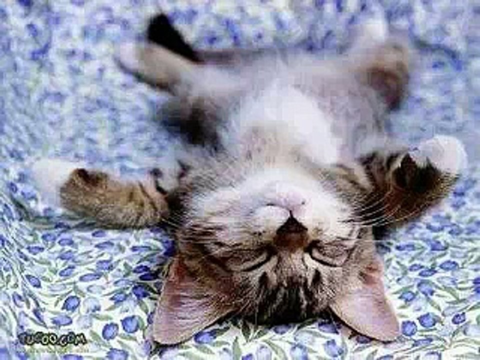 Cute Kitten Pics!!!!!