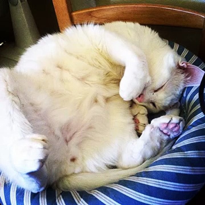 #cat #cats #TagsForLikes #catsagram #catstagram #instagood #kitten #kitty #kittens #pet #pets #ani