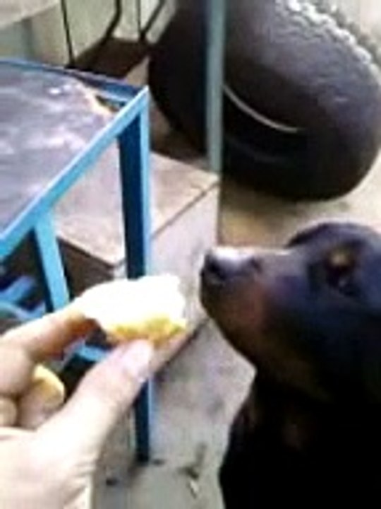 LLEVAMOS EL ATLETI EN LA SANGRE !!!