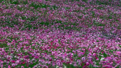 心揺れるコスモスの花園〜日本の花旅 信州内山牧場〜