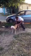 Amazing strength in Dog Check this out