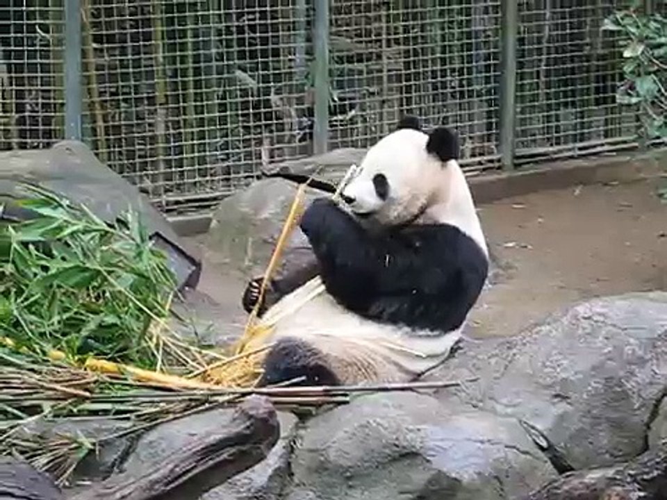 Panda!