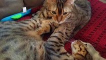 Pair of Bengal cats adorably massage each other