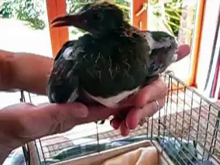 Feeding Baby Kereru (New Zealand Native Bird)