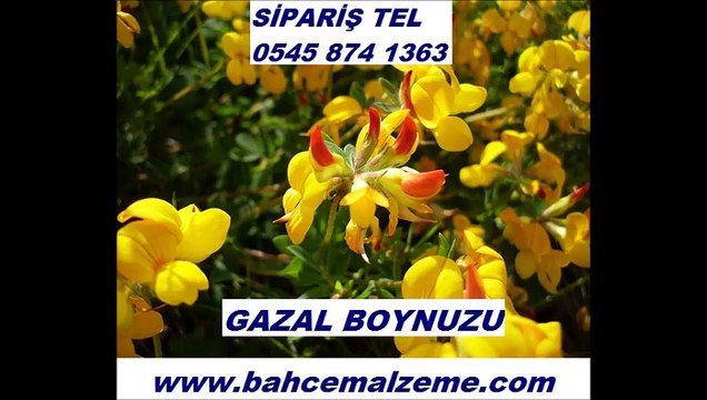 GAZAL BOYNUZU NE ZAMAN EKİLİR, 1 KG GAZAL BOYNUZU NE KADAR YER KAPLAR, gazal boynuzu fiyatları, gazal boynuzu nasıl ekilir