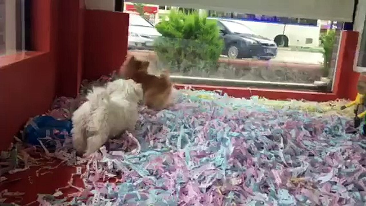 POMERANİAN BOO VE MALTESE TERRİER YAVRULARI