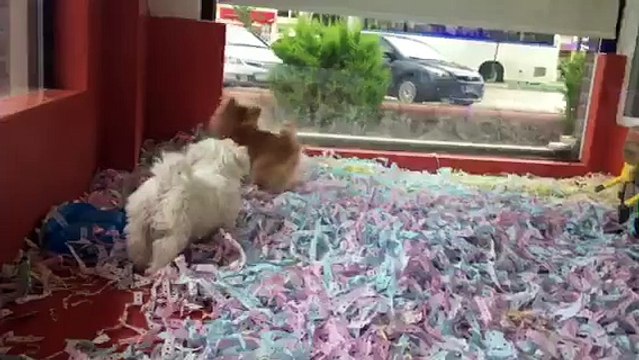 POMERANİAN BOO VE MALTESE TERRİER YAVRULARI