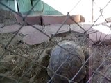 California Desert Tortoise... Barbie Laying Eggs 30f5