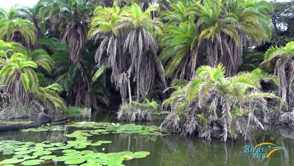 Burundi, Le lac aux oiseaux, Kirundo