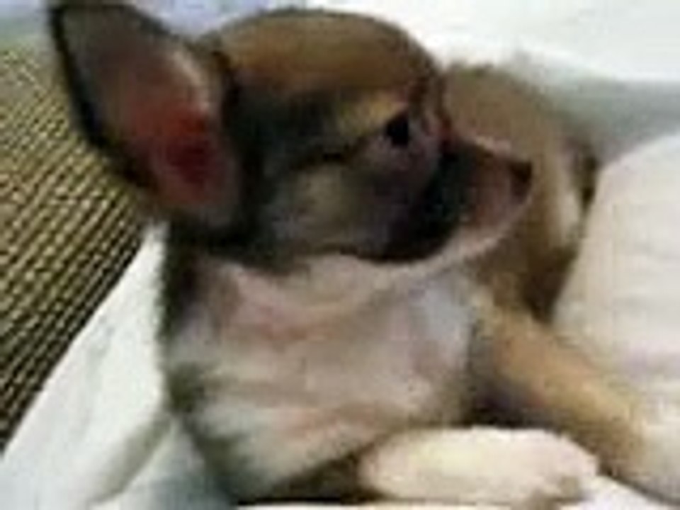 Rosie the Cat-Dog