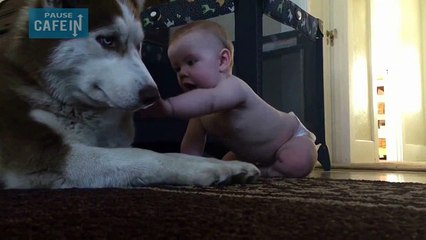 Cet Husky géant et ce bébé sont totalement inséparables