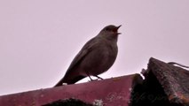 Rehek domácí (Phoenicurus ochruros) ♂ Žltochvost domový,Hausrotschwanz,Black Redstart