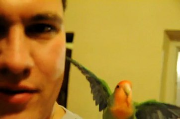 Fisi a Híú Papagáj: A Váratlan Kaland 🦜