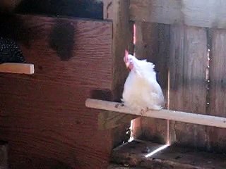 Crow Little Rooster!  White Leghorn rooster 8 weeks old learning to crow