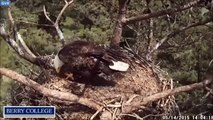 Berry College Eagles 5/14/2015 Mom and Fledgling In The Nest