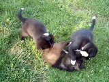 Cute Backyard Puppies Playing Rough