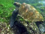 Bellissima tartaruga di mare gigante delle Galapagos che prende aria ripetutamente