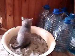 The kitten fell, sitting on the toilet