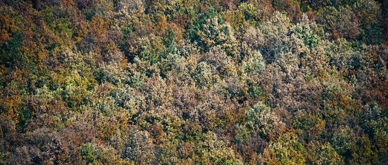 The Duke of Burgundy - Bande annonce [VOST]