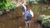 Various Birds - Interactive Zoo Adventure