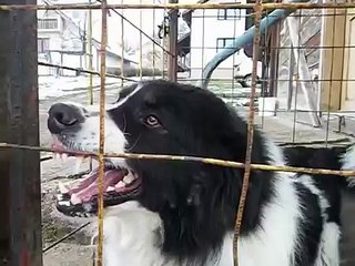 TORNJAK - Kler Speed Agility