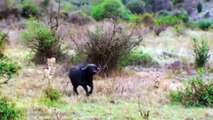 Herd of Cape Buffalo Strike back at Lions to Rescue