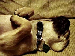 Sany the snoring Pug.