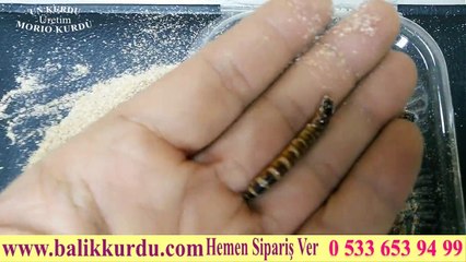 Morio Kurdu Canlı Yem www.balikkurdu.com