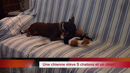 Une chienne élève 5 chatons et un chiot avec amour