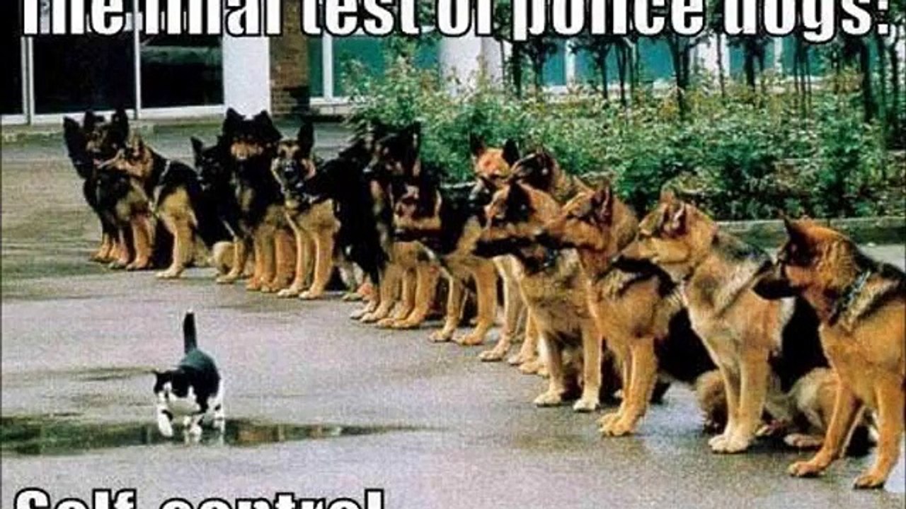 funny pic
