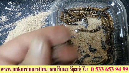 Morio Kurdu Sürüngenler İçin www.unkurduuretim.com