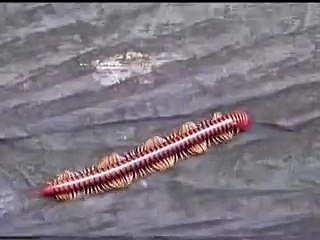 Millipede of Borneo