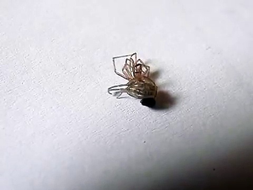 Tegenaria Atrica - Molting