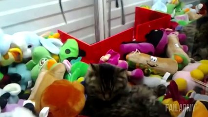 How Many Dogs Does It Take It Destroy A Tissue Box Find Out HERE