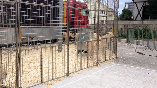 Les célèbres lions blancs du Cirque Pinder, à Dijon