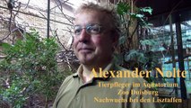 Lisztaffen Nachwuchs im Zoo Duisburg - Gespraech mit Tierpfleger Alexander Nolte