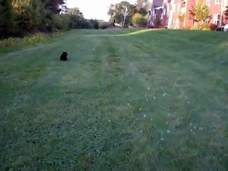 Madden Yorkie Poo Vs. Bubbles Cutest Circus Puppy Dog Ever