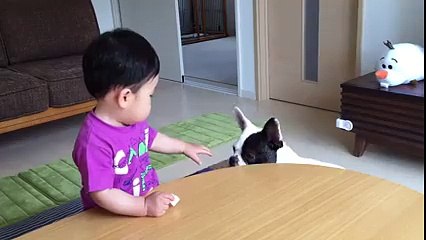 Bebeği Kendi Silahıyla Vuran Boston Terrier