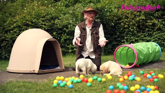 So lernt Ihr Welpe am besten, stubenrein zu werden | Eukanuba Welpen Videos mit Dr. Wolf