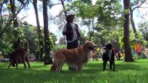 Dicas de adestramento: como deixar o cão mais obediente
