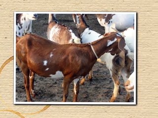 KHATKAR GOAT FARM .COM