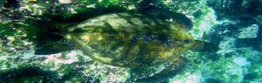 Green Sea Turtles (Chelonia mydas) swimming in the shallows of the Galapagos Islands