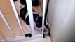 French Bulldog Pixel Plays with Bungee Cord