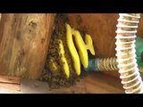 ニホンミツバチの自然巣の駆除