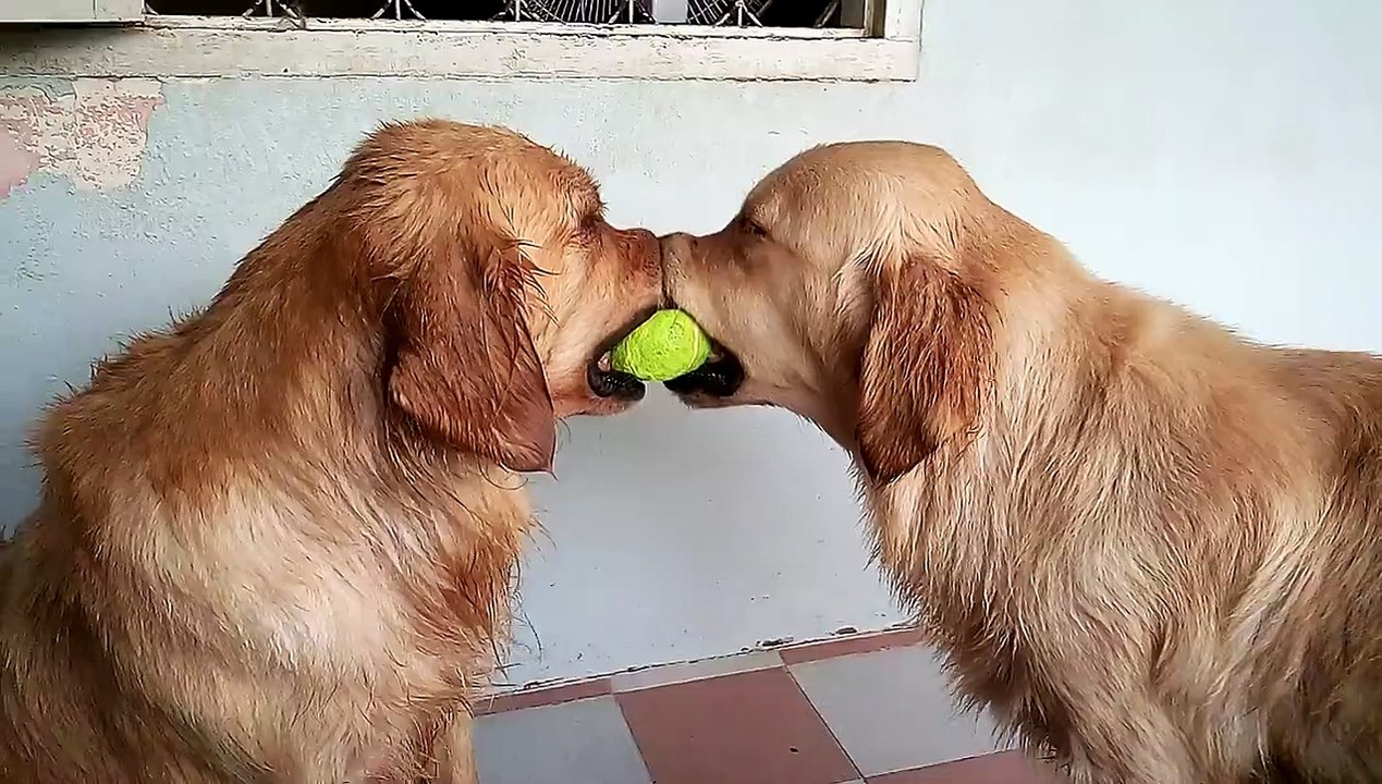 2 golden retrievers 1 balle de tennis