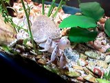 Freshwater crab