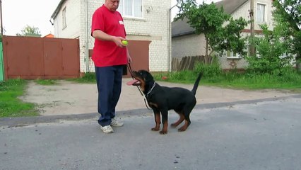 Ник из Аглицкого Сада 5 мес.