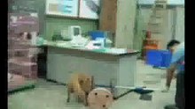 dogs in Taiwan 當前台灣虐狗實錄 ( DOG 2 )